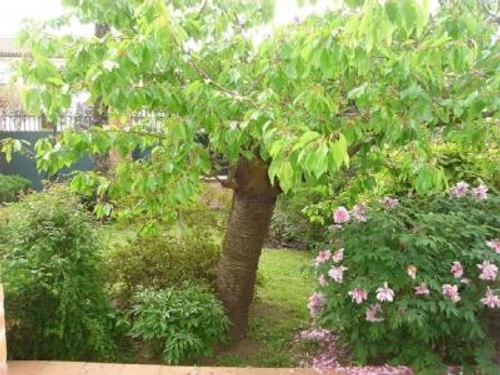 Image d'un location maison toulouse 5 pièces 140 m2 haute garonne (31100) - 1650 € / mois à 1650€ à toulouse (31000)