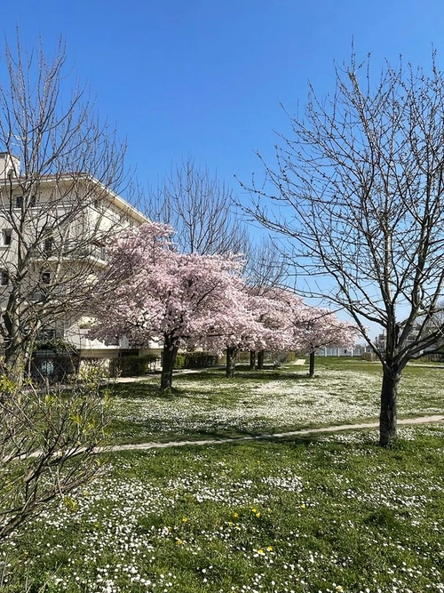 Image d'un 3 pieces carrieres sur seine à 1310€ à chatou (78400)